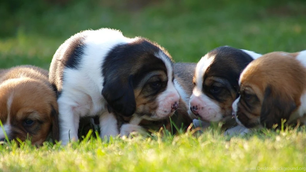 Beagle Wallpapers 7 By Enor14 On DeviantArt