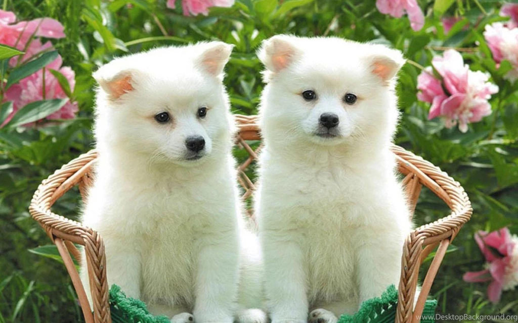 Puppy Wallpapers Android Apps And Tests AndroidPIT