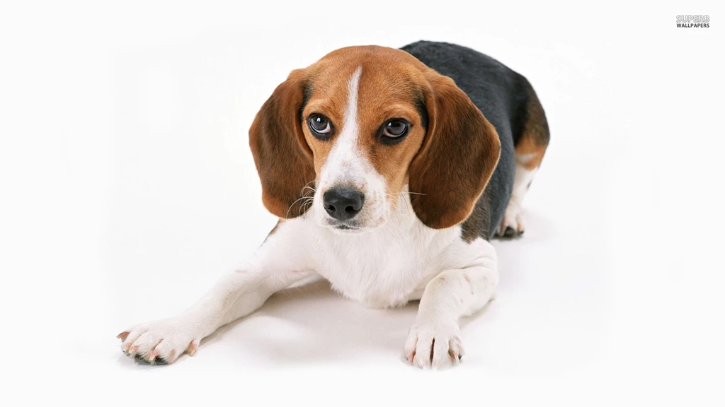 Basenji Beagle Mix