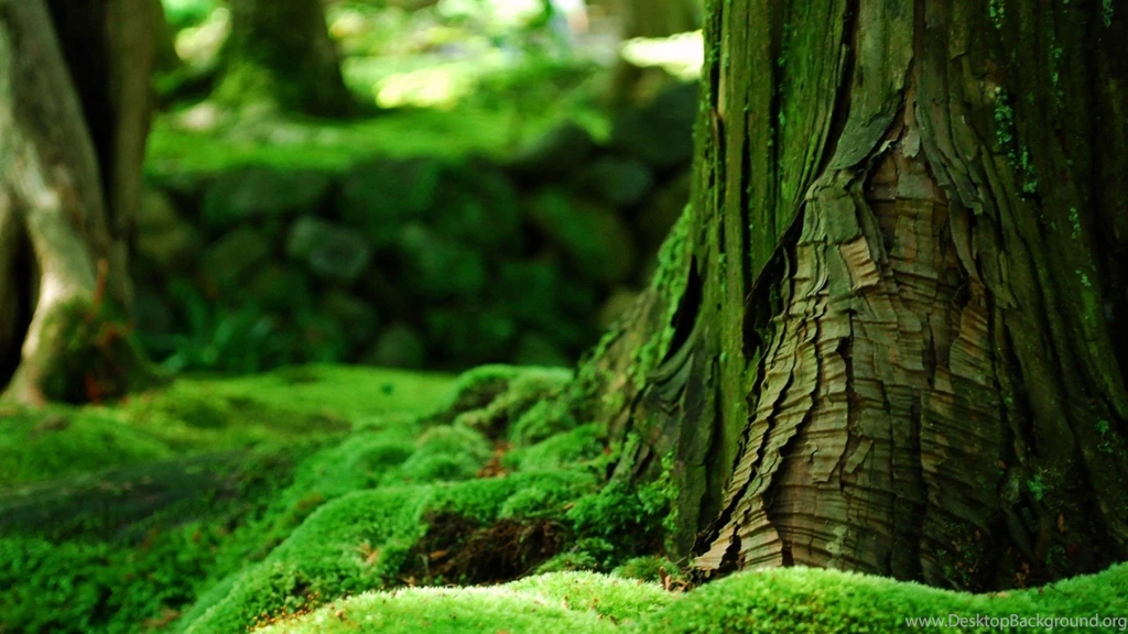 Nature Wallpapers Green