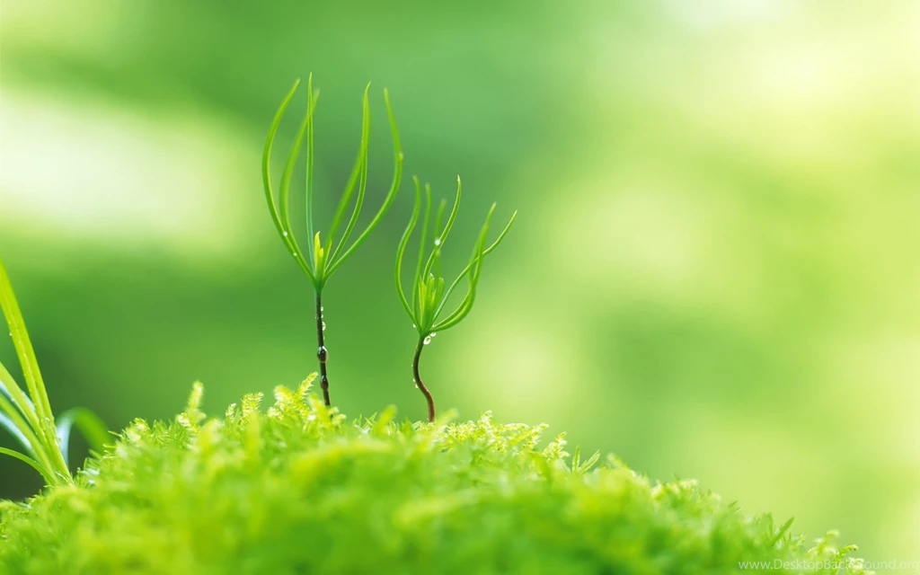 Green Nature Wallpapers