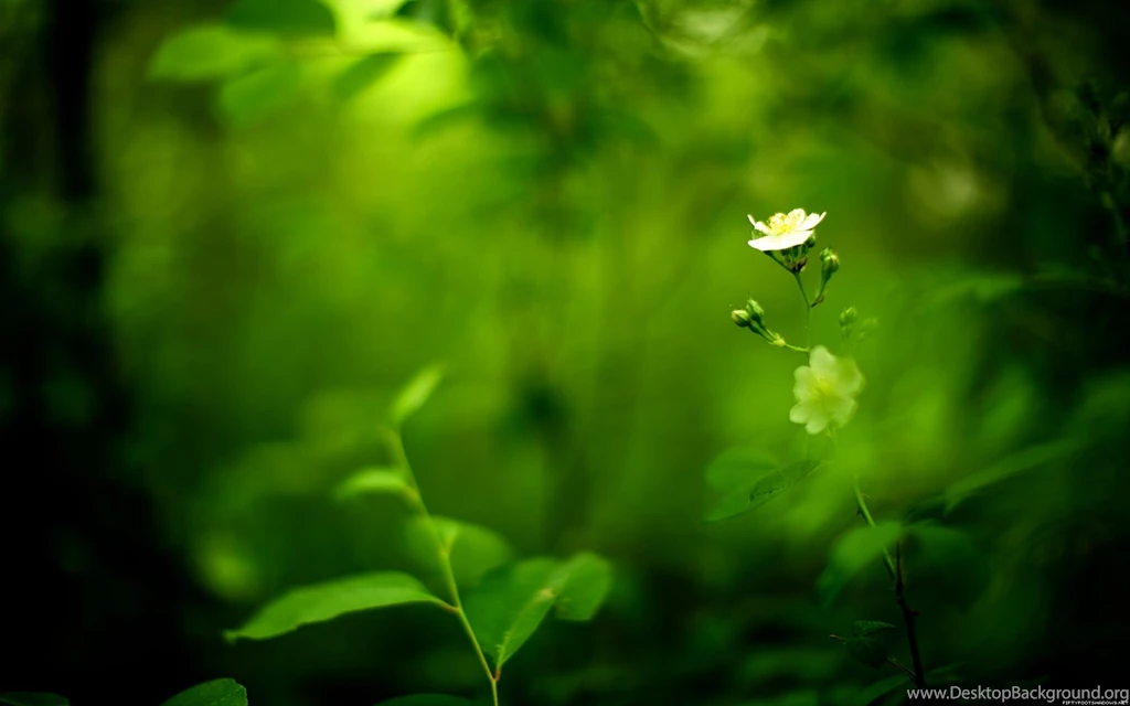 35 Amazing Green Nature Wallpapers DezineGuide
