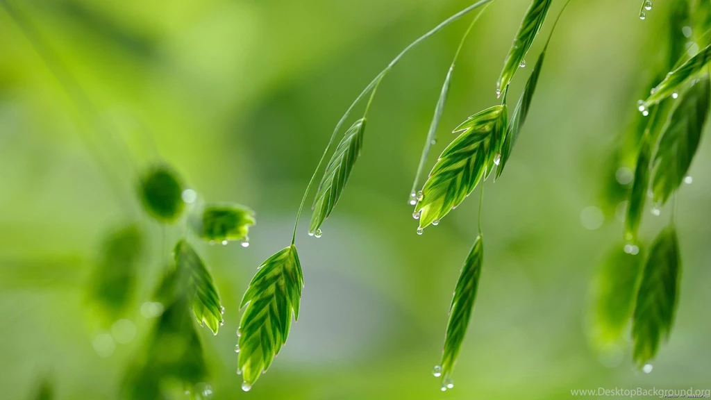 Free Download 32 Best HD Green Wallpapers Of 2015