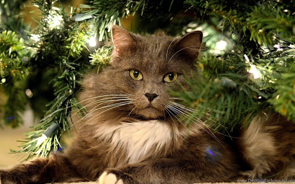 Cats: Cat Animal Brown Christmas Fur Craciun Lights Green Pisici ...