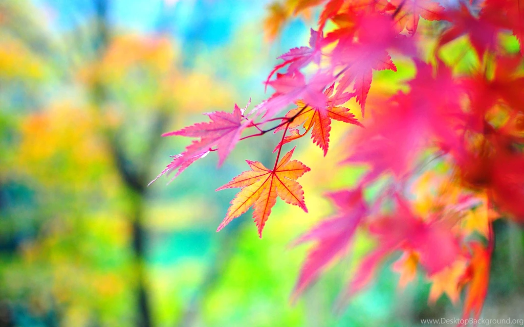 Colors Of Autumn Wallpapers