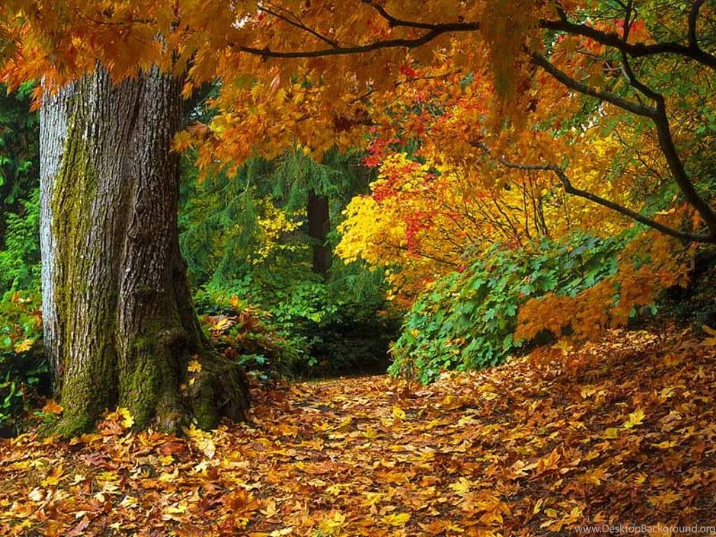 Free Thanksgiving And Autumn Desktop Wallpapers