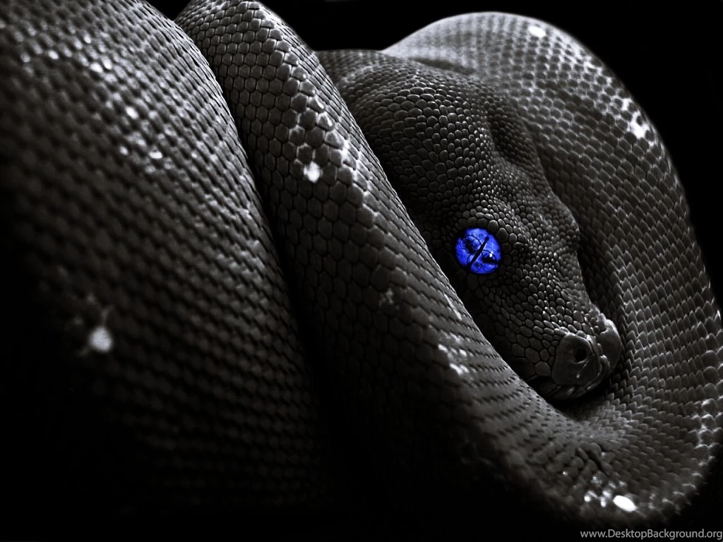 Snake Hd Wallpapers