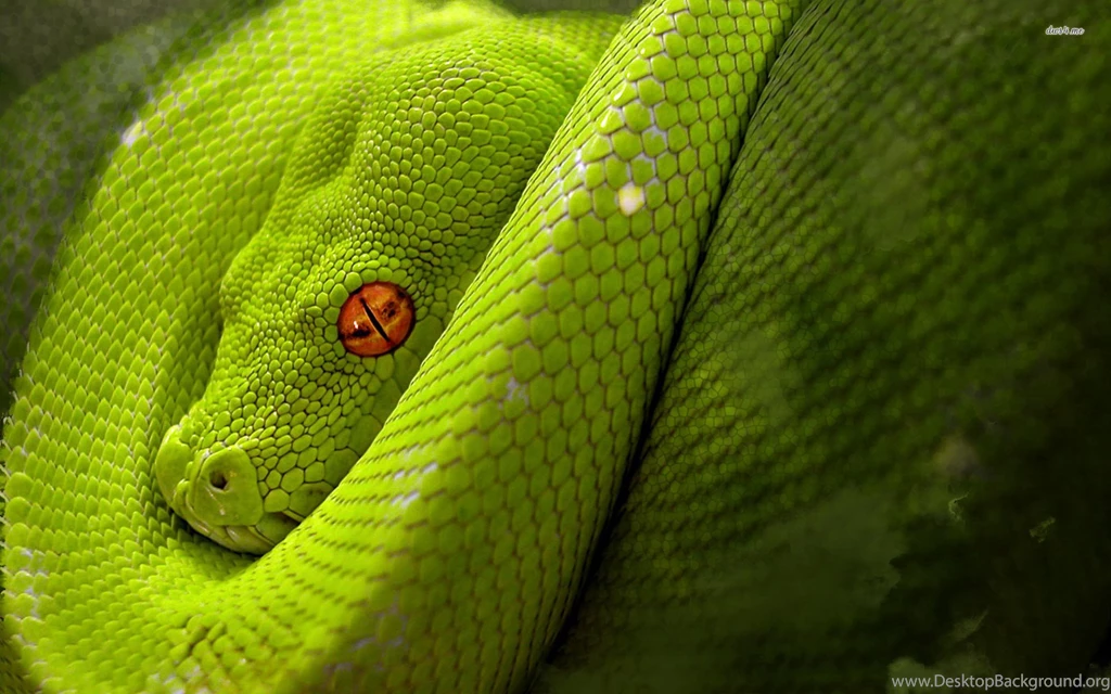 Snake Hd Wallpapers Hd