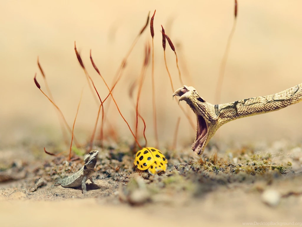 Desktop Cool Snake Backgrounds Dowload
