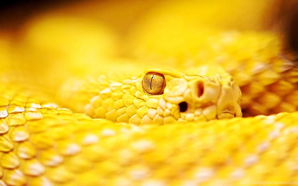 889071 Snake Wallpapers