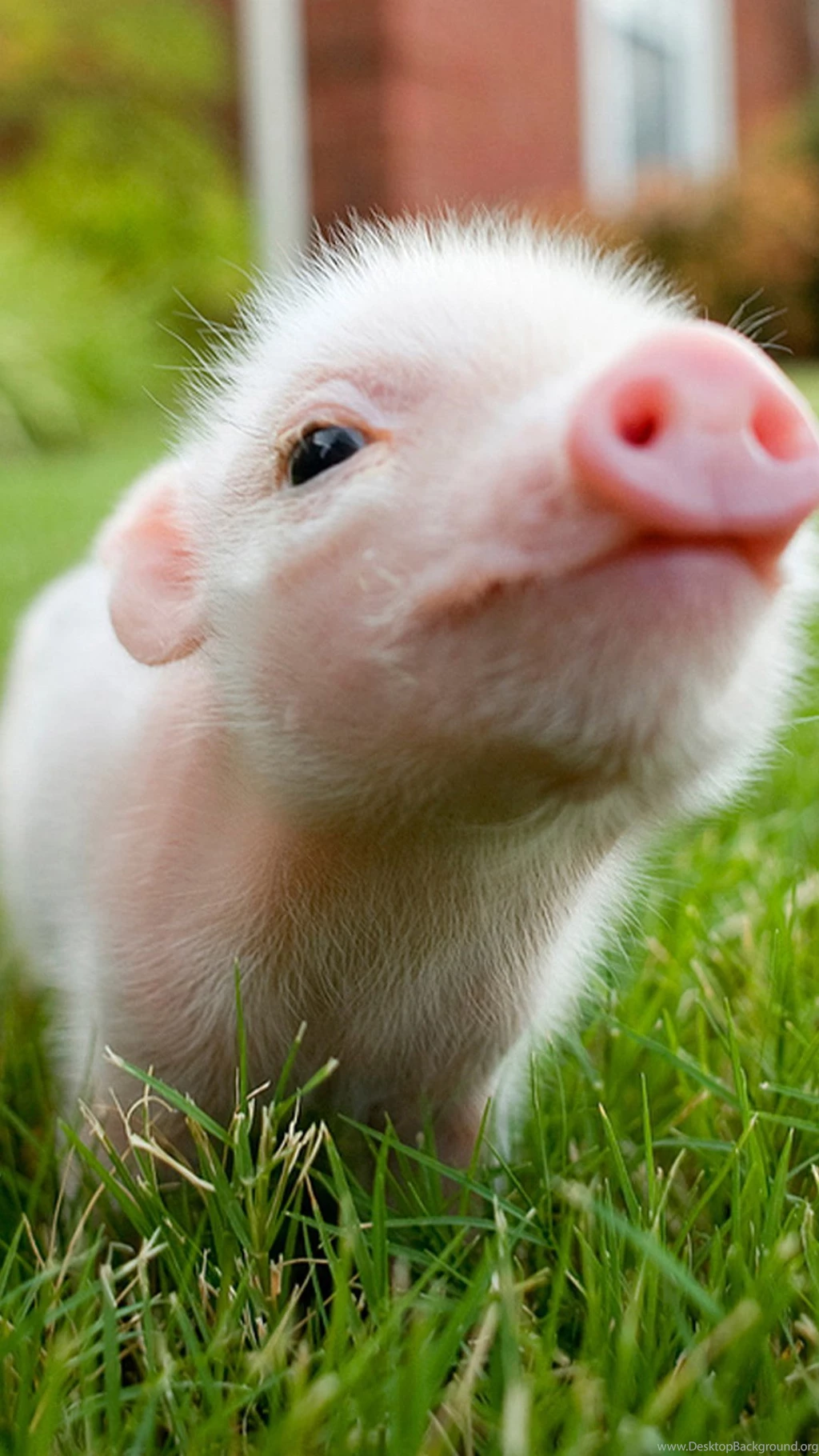 Pig Wallpaper For Android