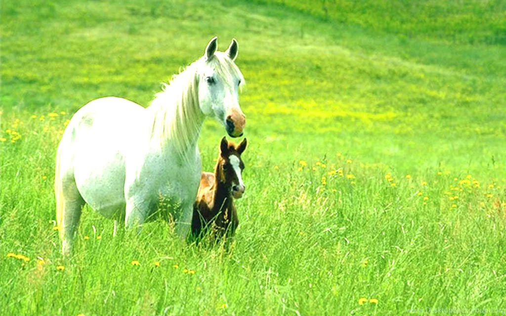 Top Related Pictures Best Horses Wallpapers