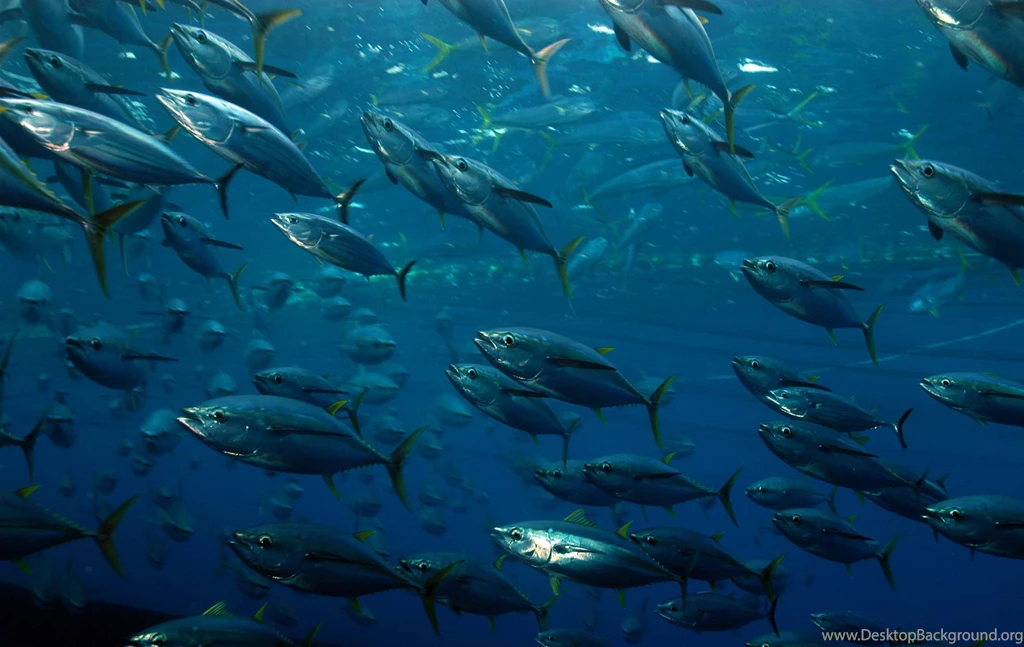 Tuna, High, Definition, Wallpaper, For, Desktop, Backgrounds ...