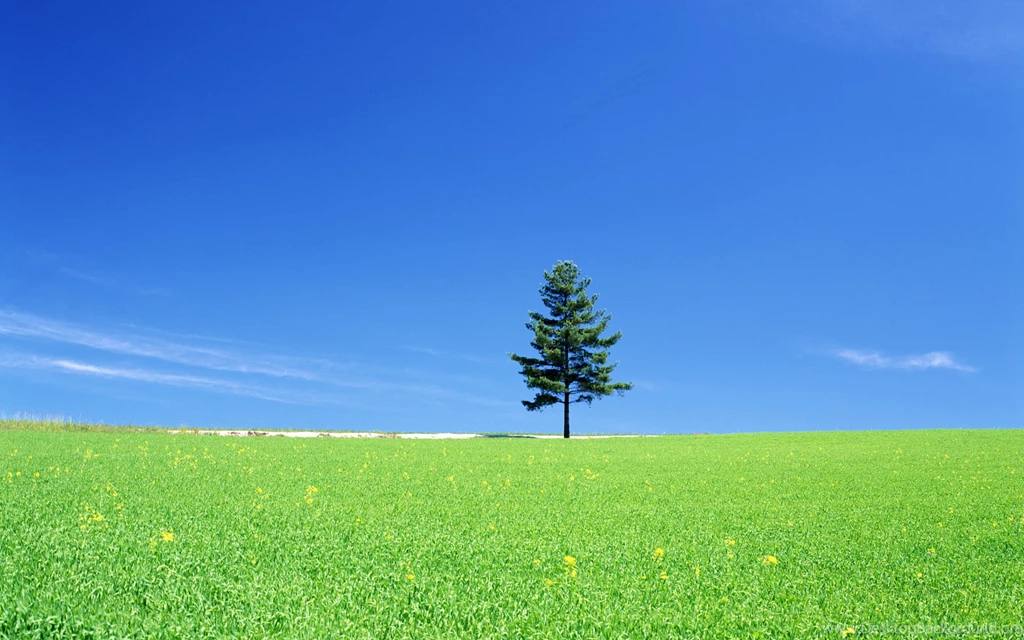 Lonely Tree Hd Wallpapers