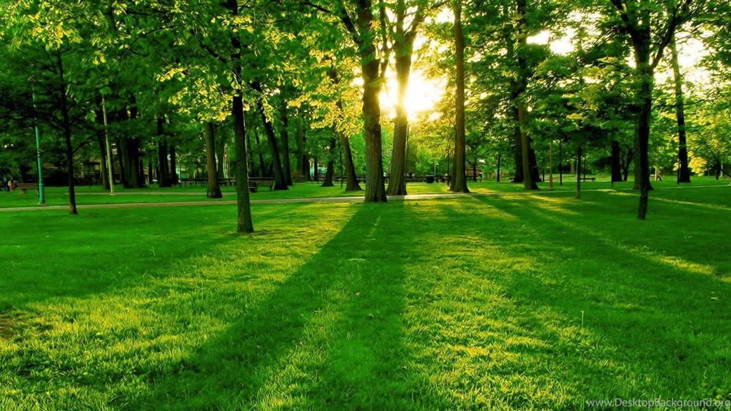 Trees Wallpapers
