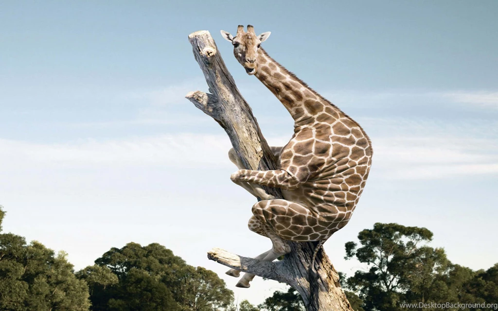 Funny Giraffe On Tree Hd Wallpapers