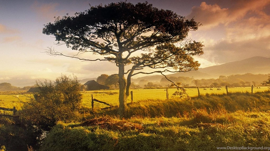 Clouds Nature Fields Tree Hd Wallpapers (