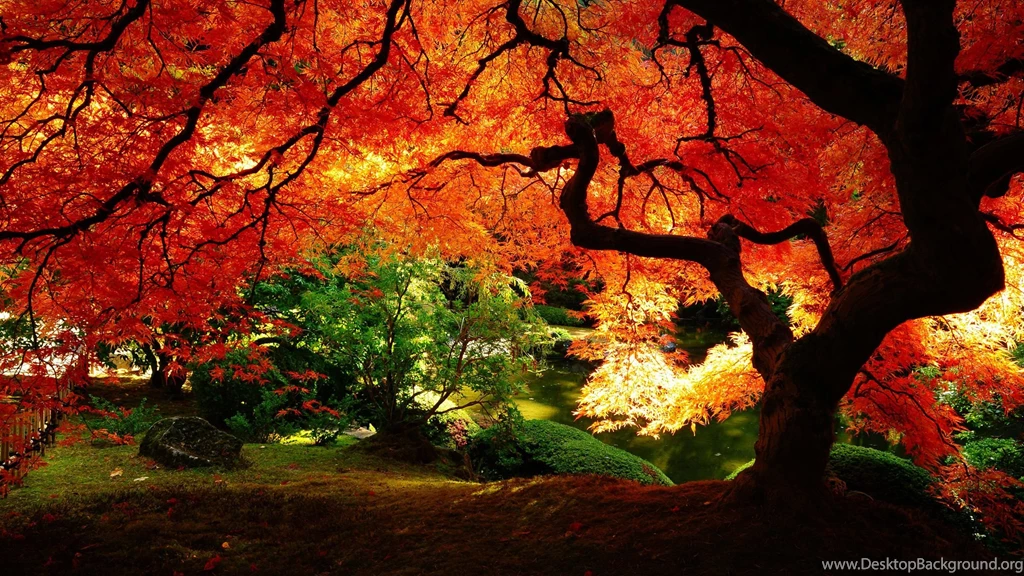Beautiful Tree Alley, Autumn 80234 HD Wallpapers