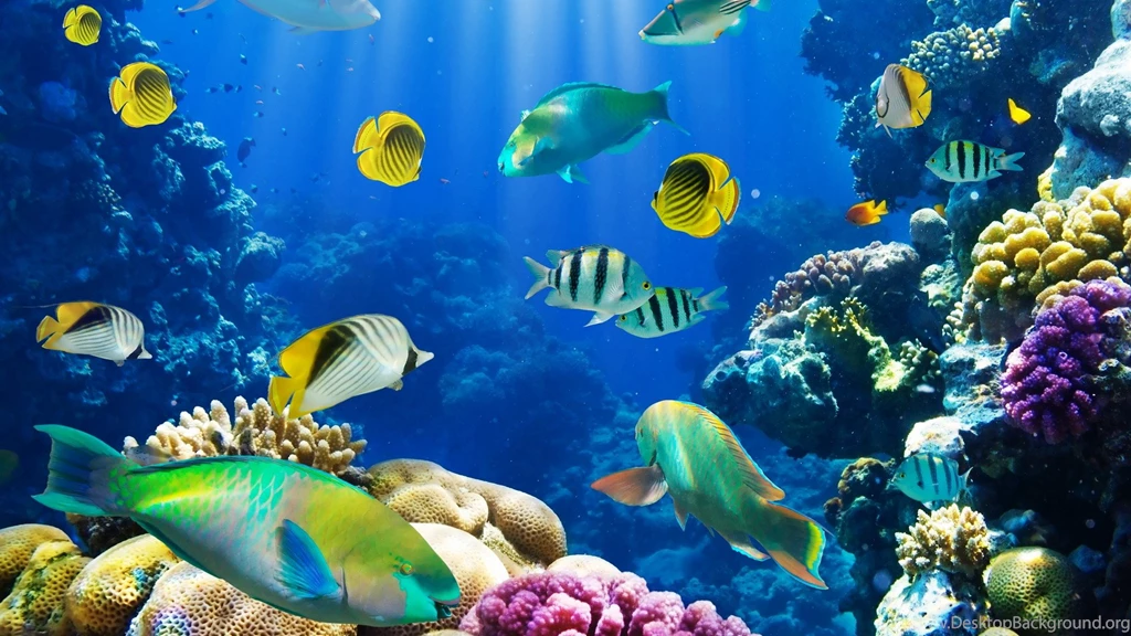 Fish Wallpapers HD