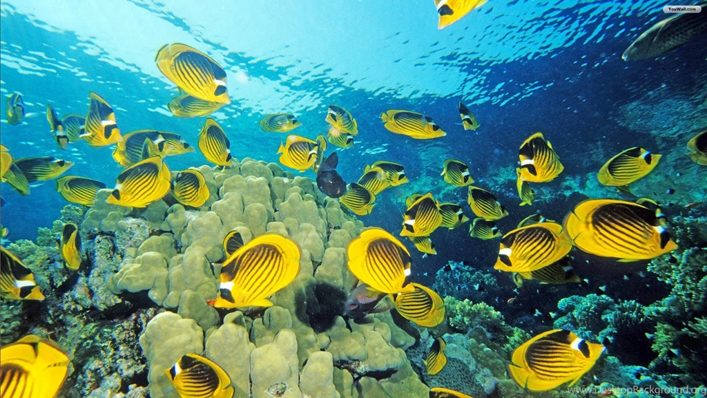 Fish Wallpapers HD