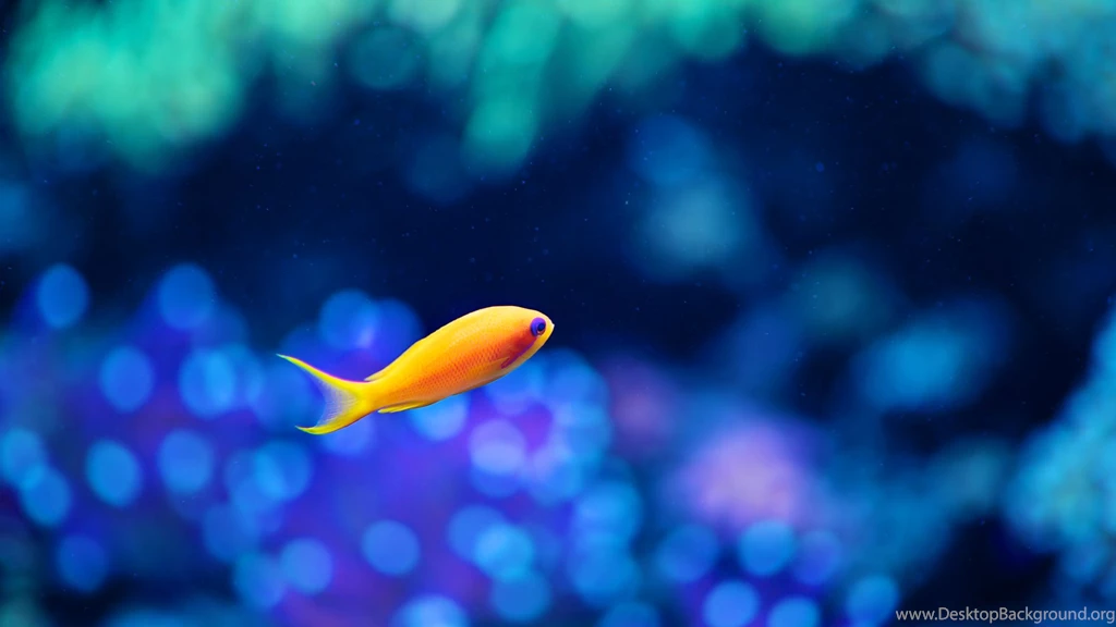 Fish Backgrounds