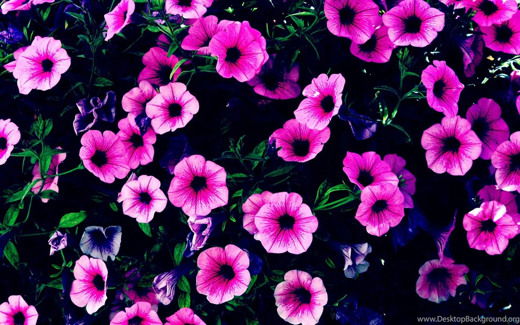 Purple_High Definition Wallpapers