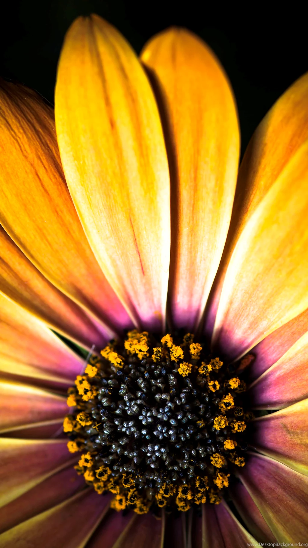 Phonezoo Wallpapers