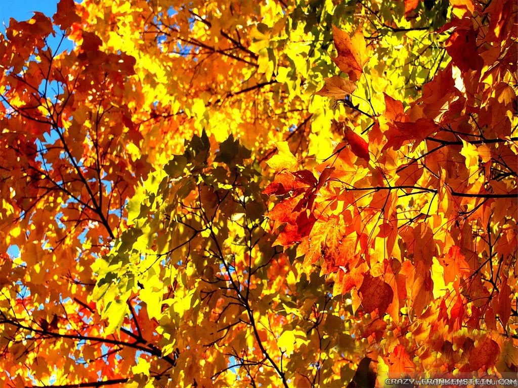 Fall Colors Wallpapers Crazy Frankenstein