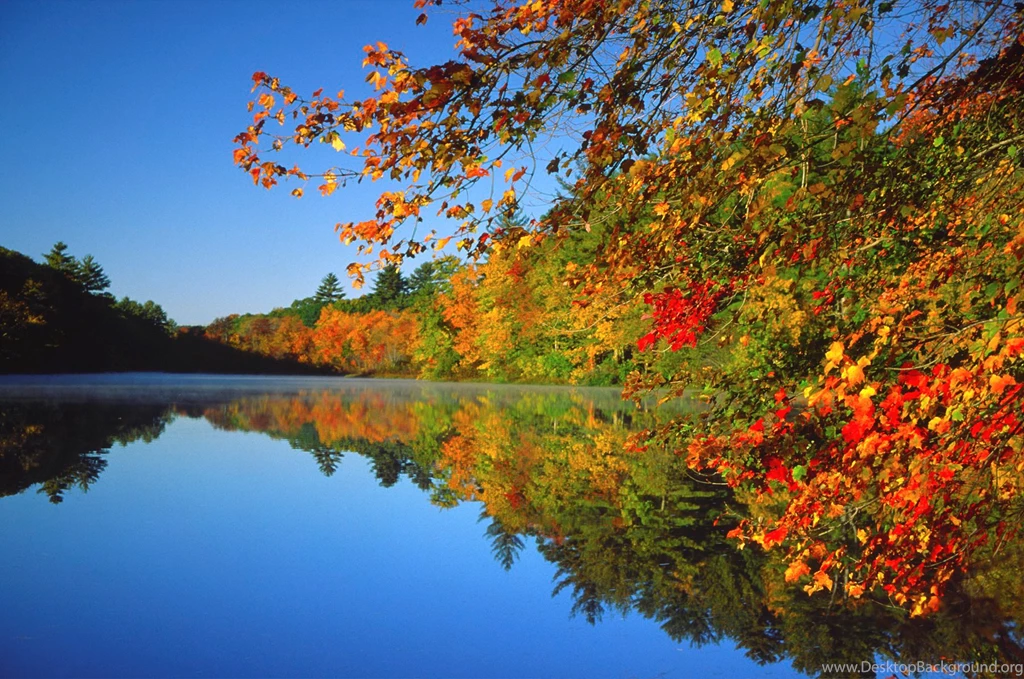Fall Leaves