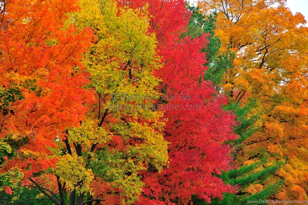 448x299px New Fall Colors Wallpapers 50.06 KB
