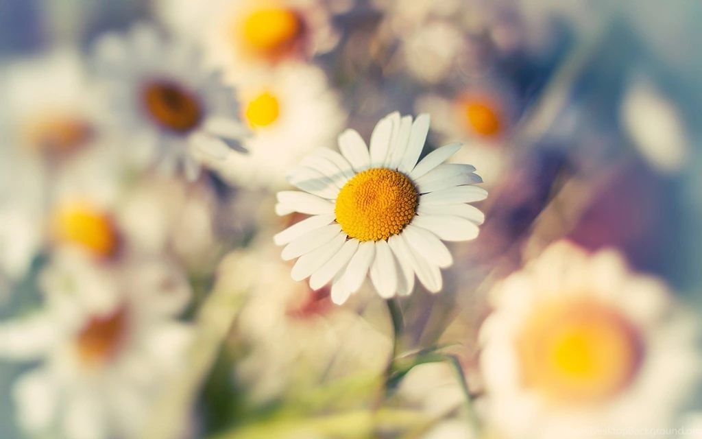 Wallpapers > Beautiful Flowers > Hd Daisy Wallpapers @ Collect HD