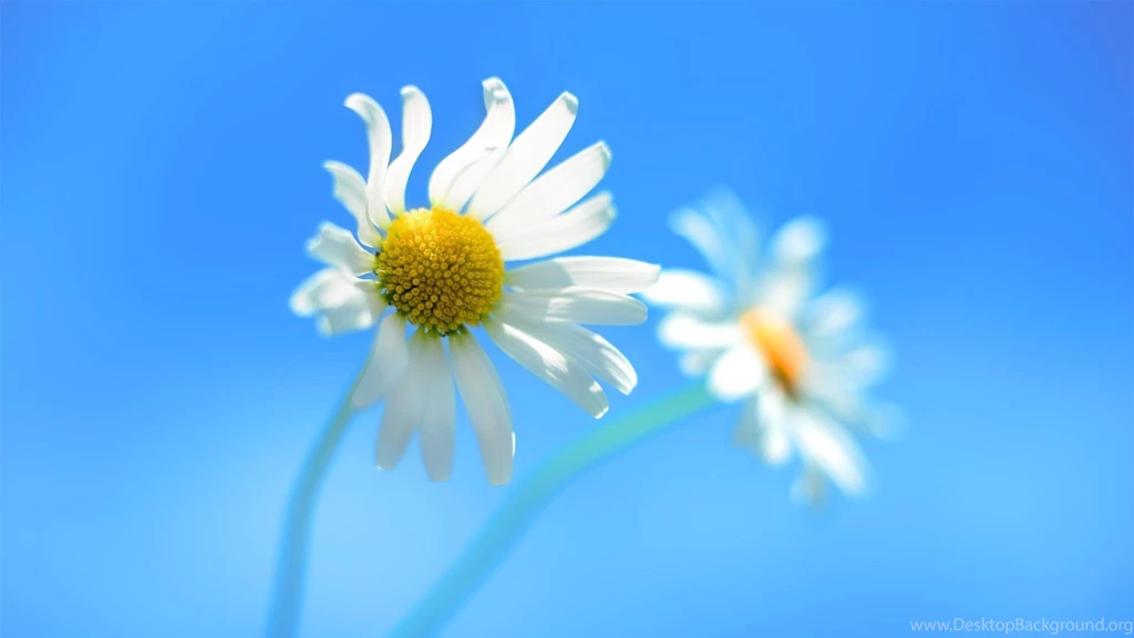 Cute daisy blue sky 1920x1080 hd wallpaper.jpg