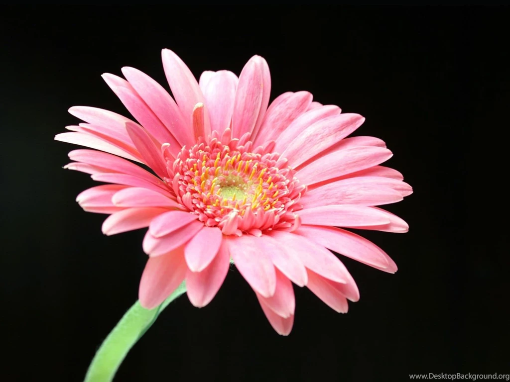 18+ Daisy Backgrounds, Wallpapers, Images