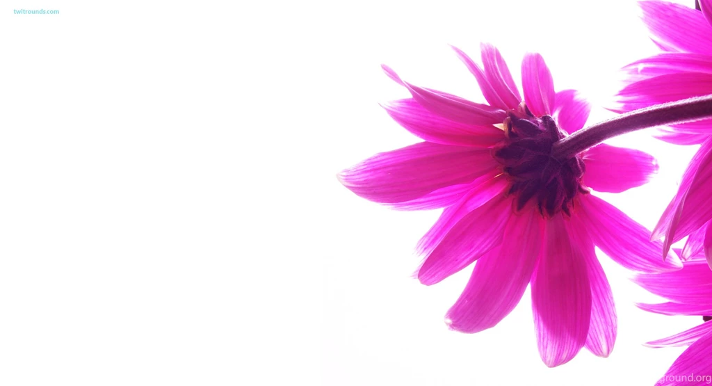 Pink Girly Wallpapers