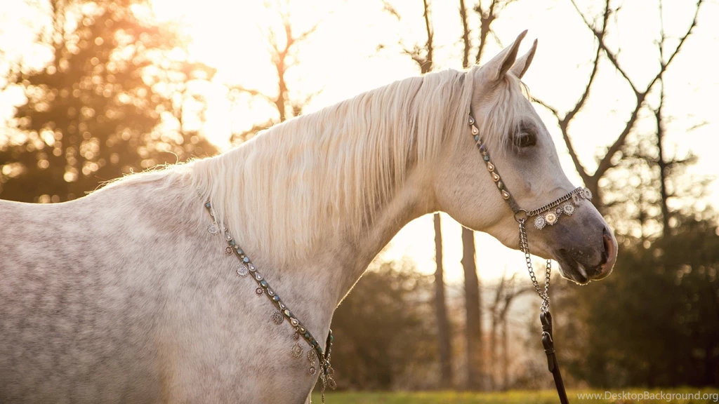 Horses: Dapple Gray Arabian Horses Background Images For HD 16:9 ...