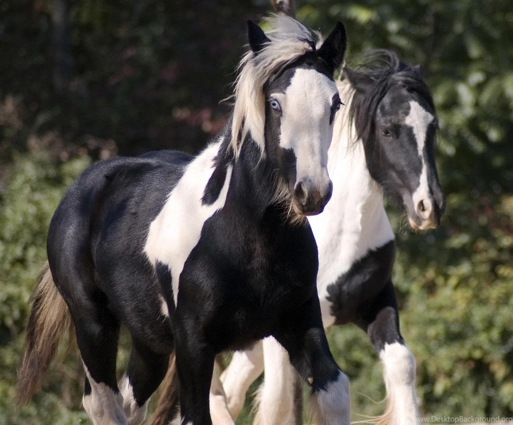 Cavalo Mare Animals Powerful Gorgeous Foal Horse Stallion ...