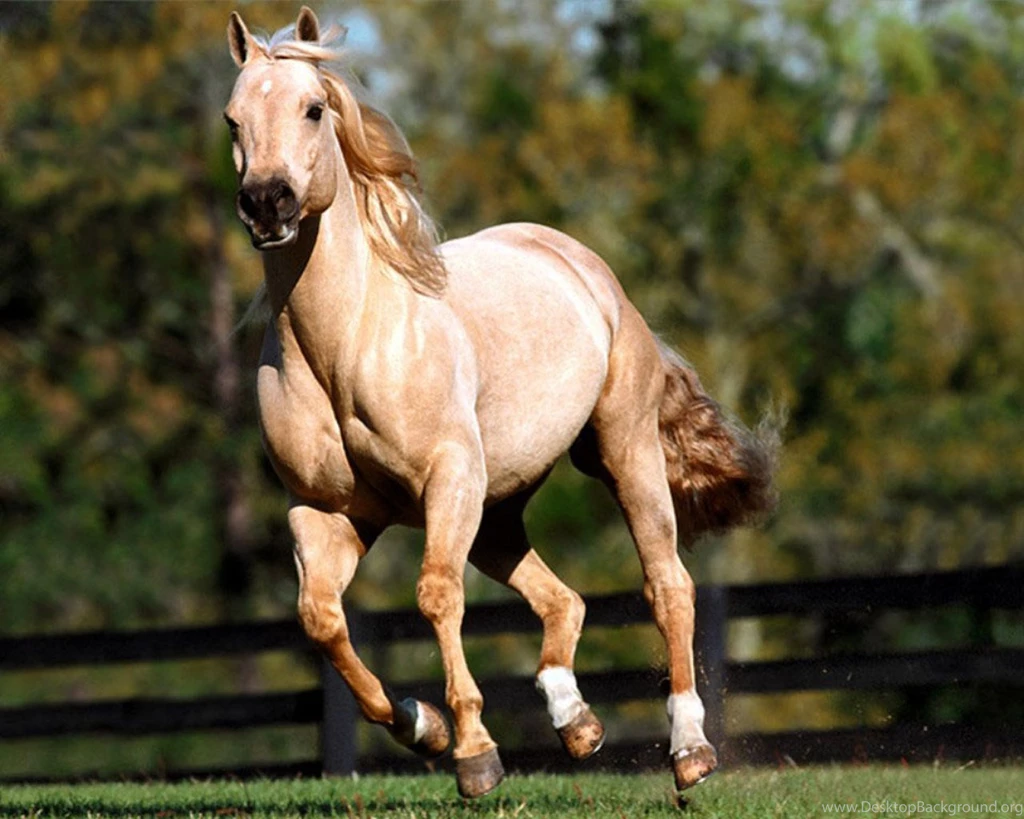 Horses Wallpapers