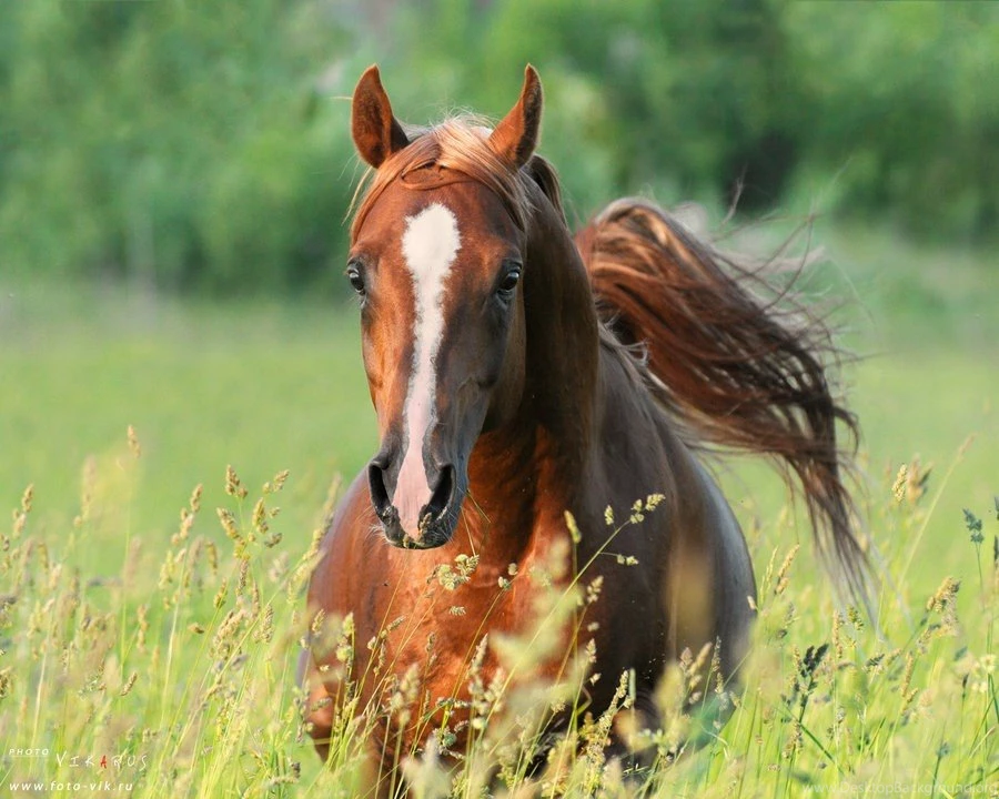 Chestnut Arabian Horses Oriental Field Horse Eksel Horses ...
