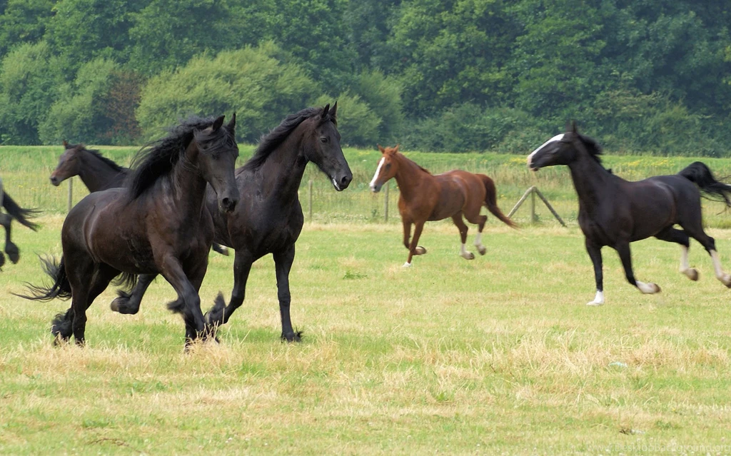 Barnyard, Hoofstock & Farm Animals   Trained Horses, Pigs, Cows, Sheep