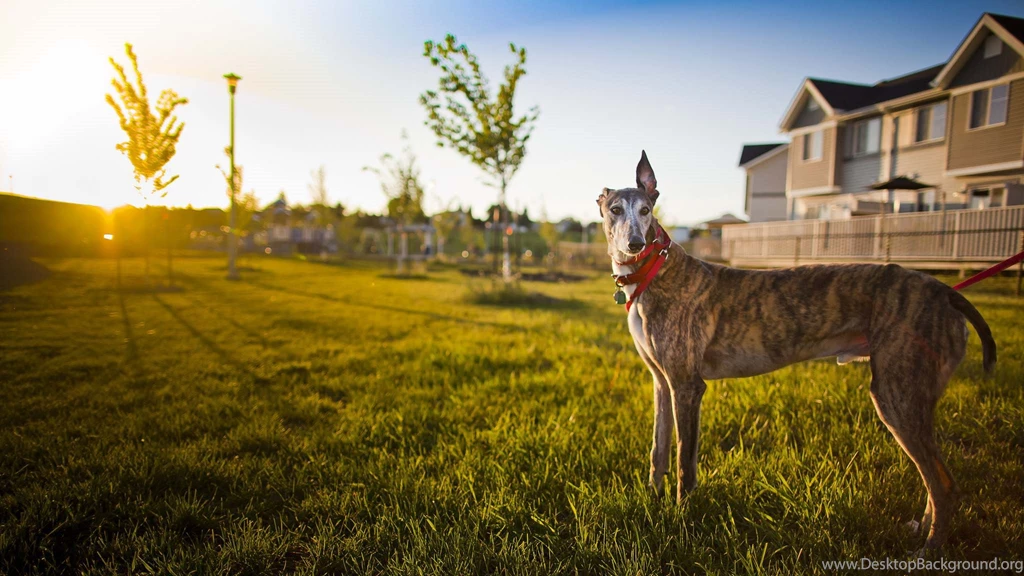 Greyhound, Wide, Hd, Wallpaper, Download, Greyhound, Photos, Free ...