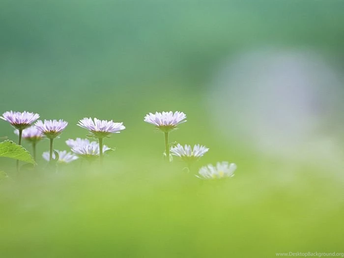 Erigeron Thunbergii Flowers, Pastel Dreamy Flowers (1920+1600 ) 38 ...