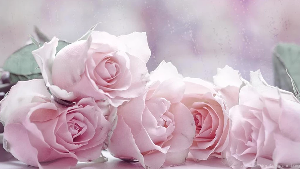 The Four Pastel Roses Wallpapers, Rose Flower Images, Rose ...