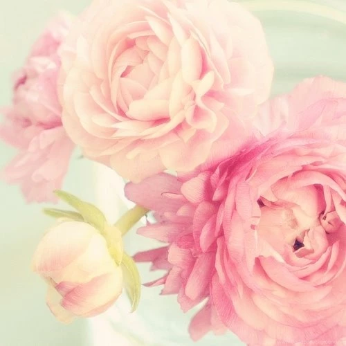 Flower, Pastel, Pink Image
