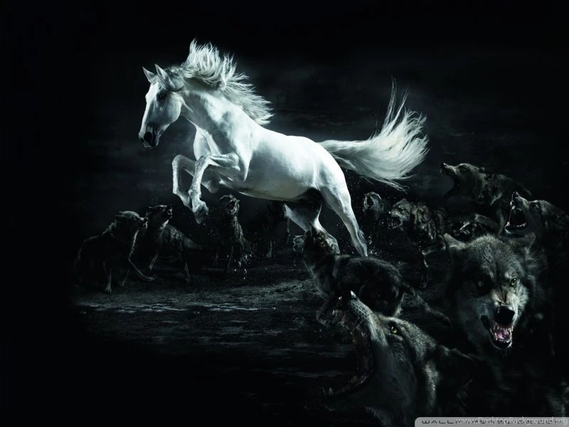 Horse And Wolves HD Desktop Wallpapers : High Definition ...