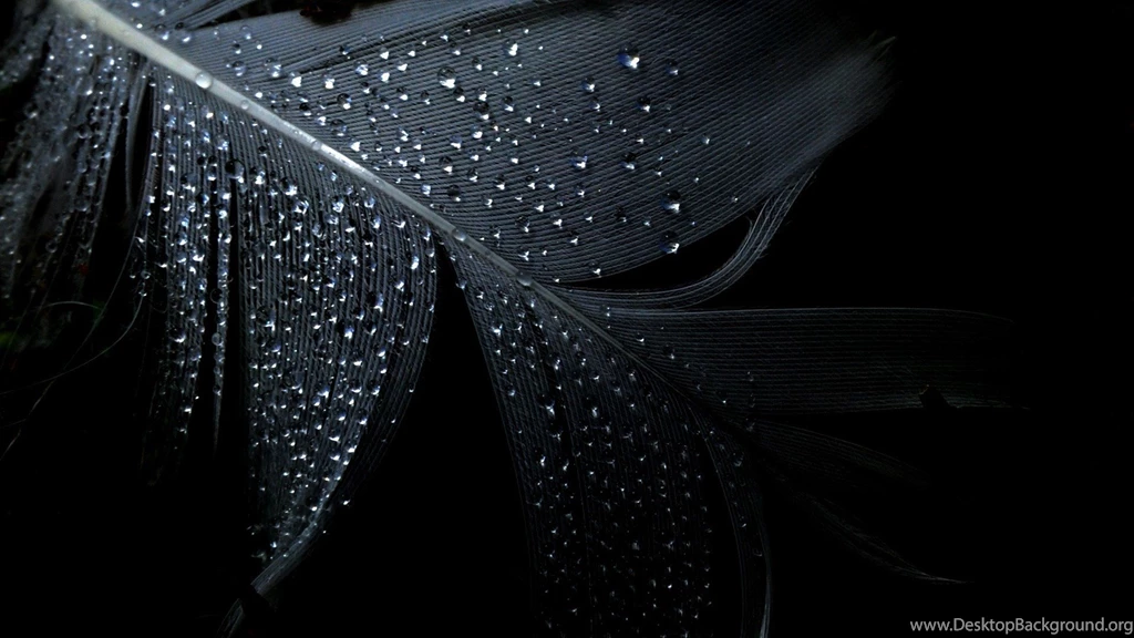 24 Wet Dark Feather HD Photography Wallpapers 129 :: Feathers Hd ...