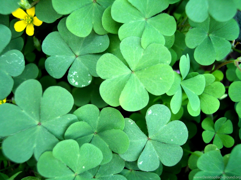 Four Leaf Clover wallpaper 22.jpg