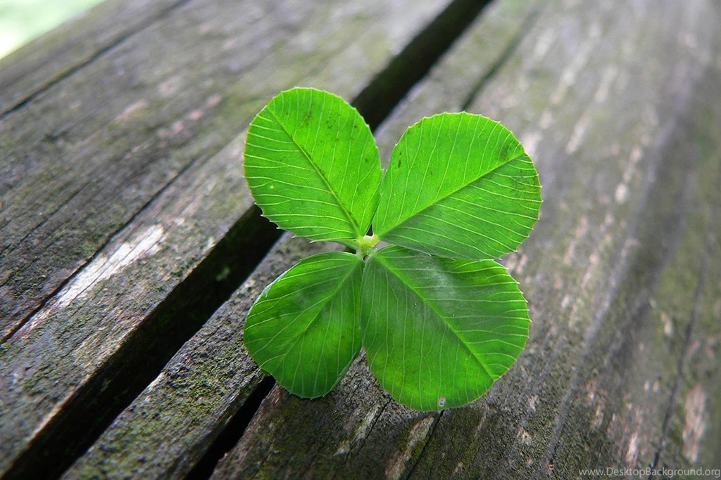 Lucky Four Leaf Clover Quotes. QuotesGram