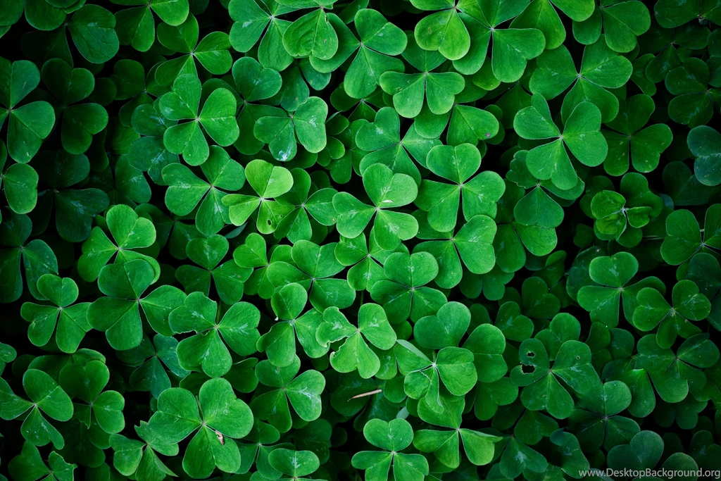 Four Leaf Clover