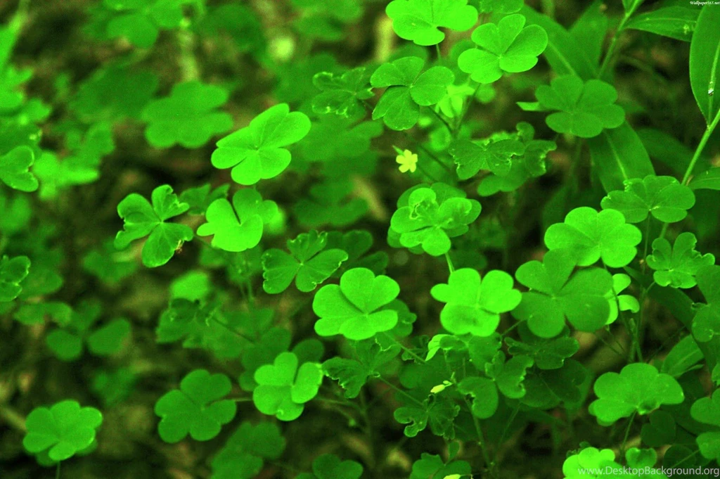 Trololo Blogg: Clover Wallpapers Desktop