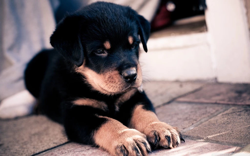 Cute Rottweiler Puppy HD Desktop Wallpapers : High Definition ...